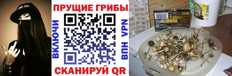 Купить где  Мичуринск  Псилоцибиновые грибы Psilocybe 